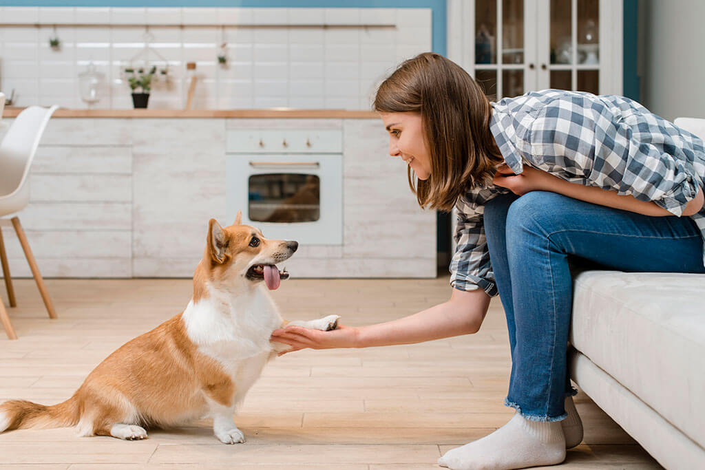 Dog Training Business